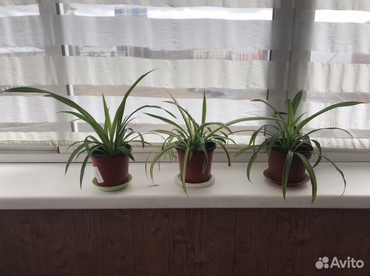 Хлорофитум