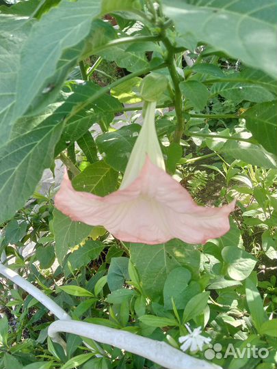 Бругмансия