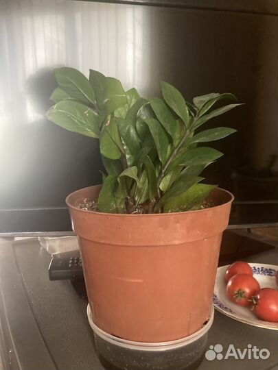 Замиокулькас