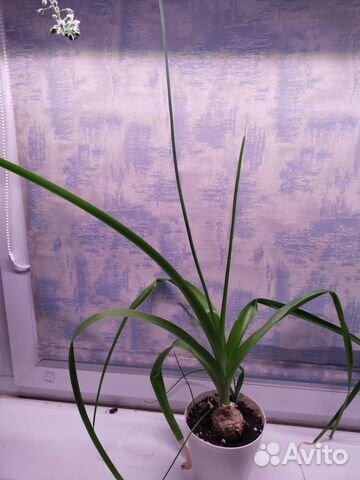 Индийский лук большое растение