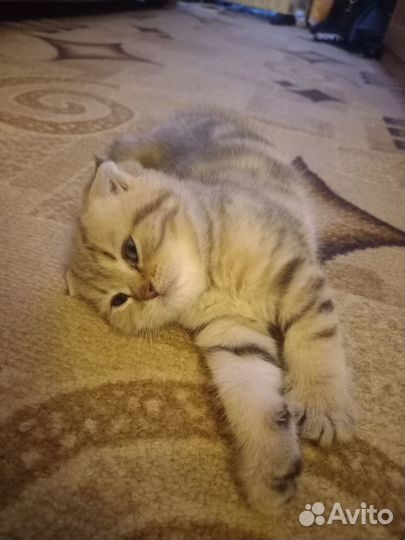 Шотландские вислоухие котята