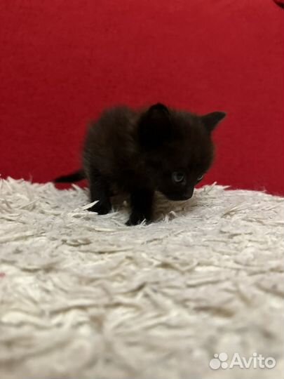 Котенок мальчик