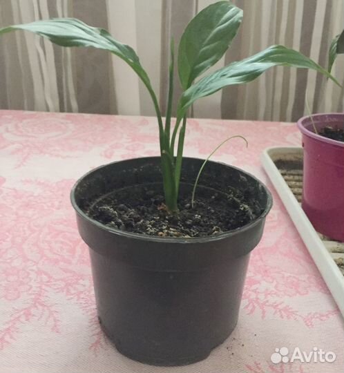 Комнатные растения