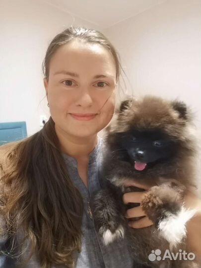 Передержка собак