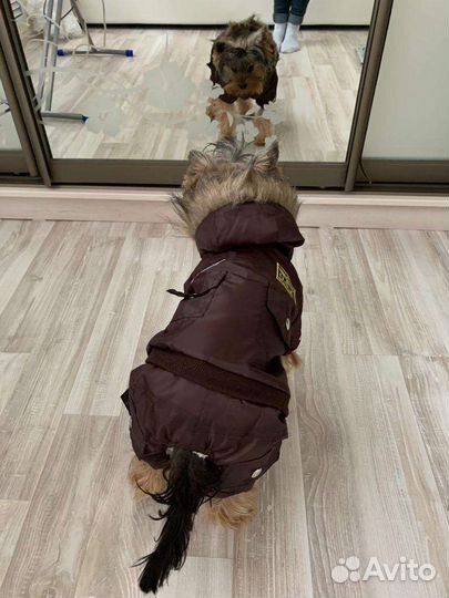 Одежда для собак