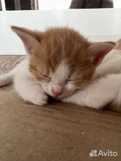 Котята в добрые руки 1 месяц