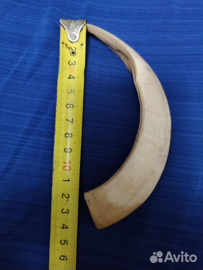 Клык кабана