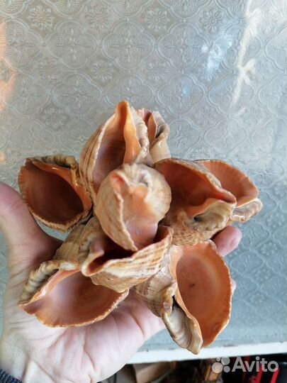 Продам ракушки