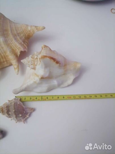Ракушка морская большая