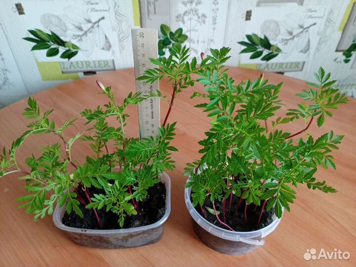 Рассада бархатцы