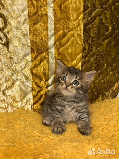 Маленький котенок
