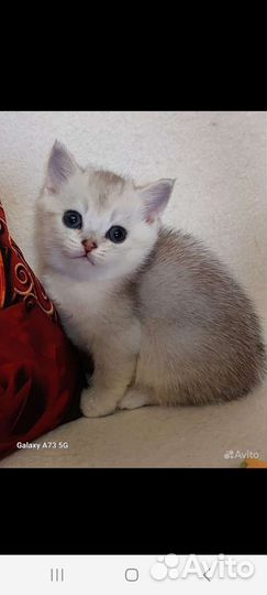 Британская шиншилла