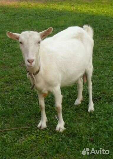 Коза дойная молочная