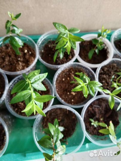 Мирт обыкновенный