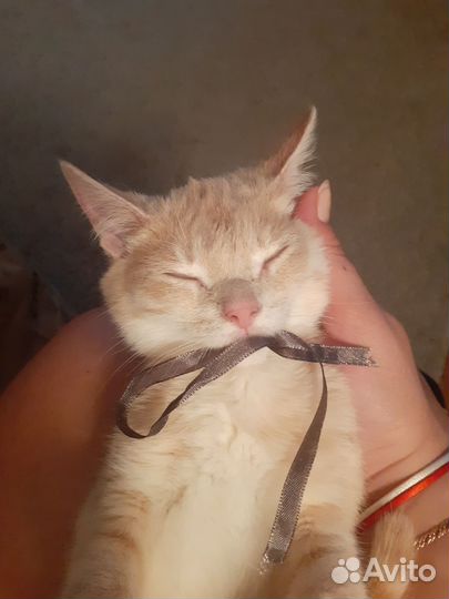 Котенок