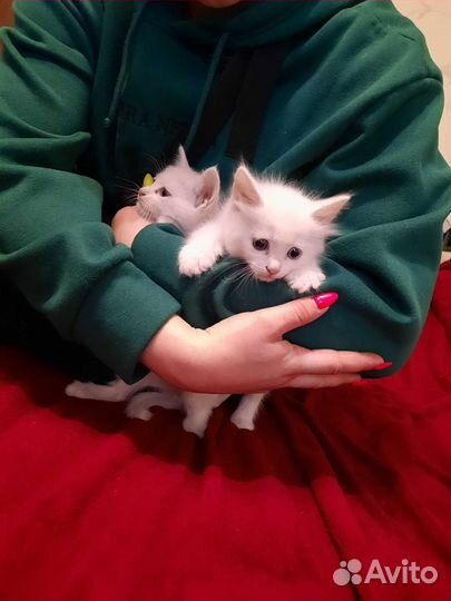 Кошки в добрые руки