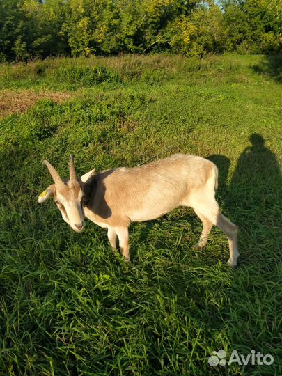 Козы козочки