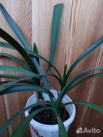 Комнатные растения цветы