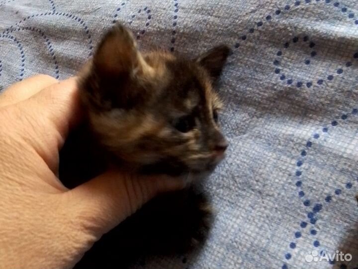 Котята в добрые руки бесплатно