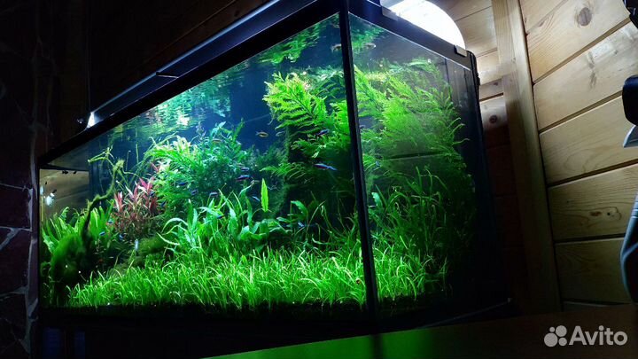 Обслуживание и чистка аквариумов