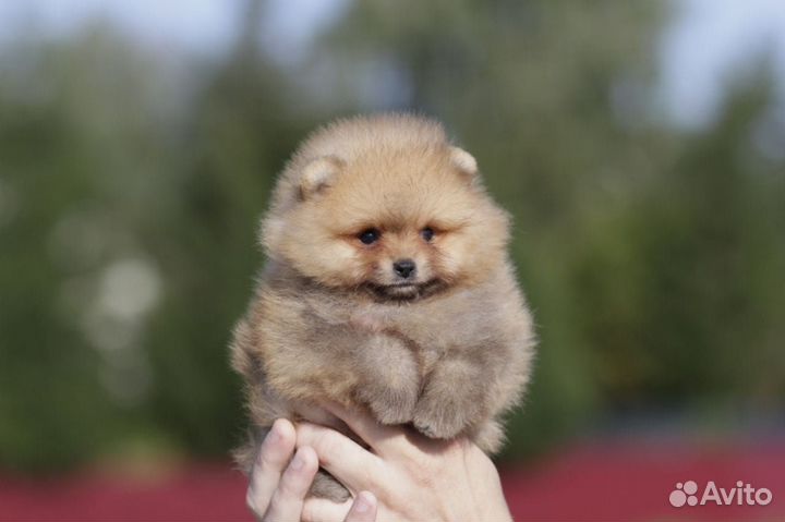 Мальчик мини