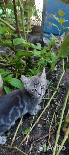 Кошка в дар бесплатно