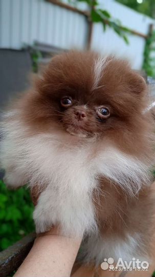 Померанский шпиц мини