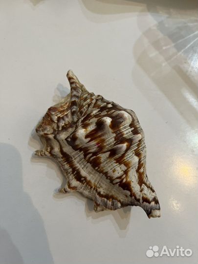 Ценогастропода Тигровая