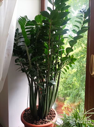 Комнатные растения