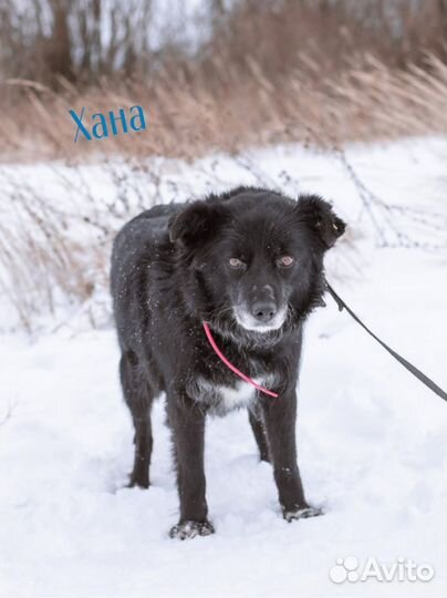 Черные собаки из приюта(много)