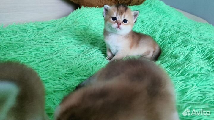 Золотые котята