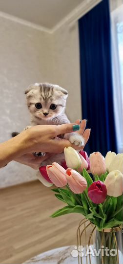 Шотландские вислоухие котята