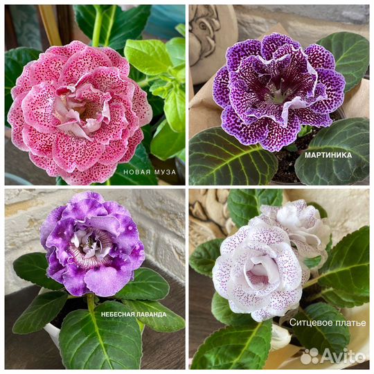 Глоксиния листья свеже срез