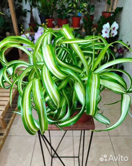 Хлорофитум