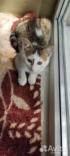 Котенок Милка