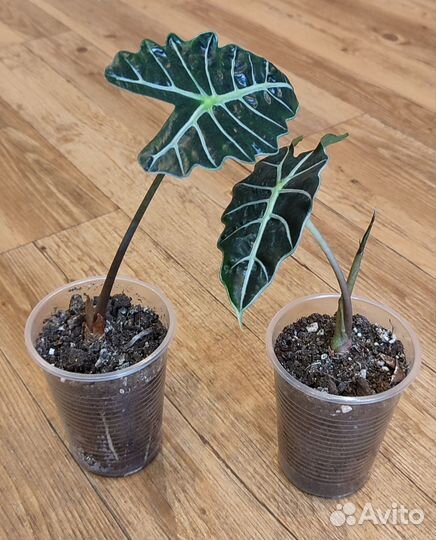 Алоказия Полли