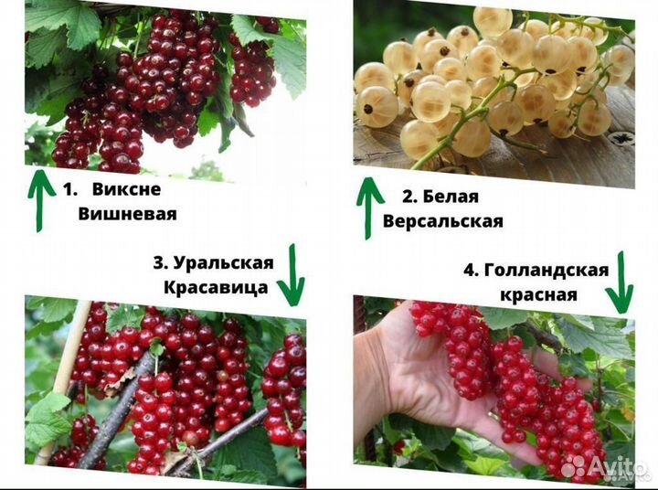 Саженцы смородины. Смородина