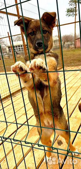 Отдам в добрые руки