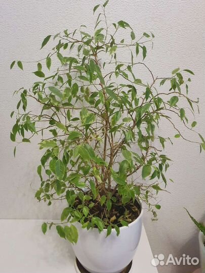 Фикус бенджамина пестролистный