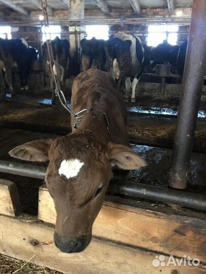 Телята бычки на откорм бесплатная доставка