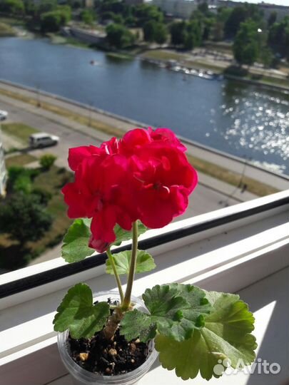 Пеларгония сортовая махровая