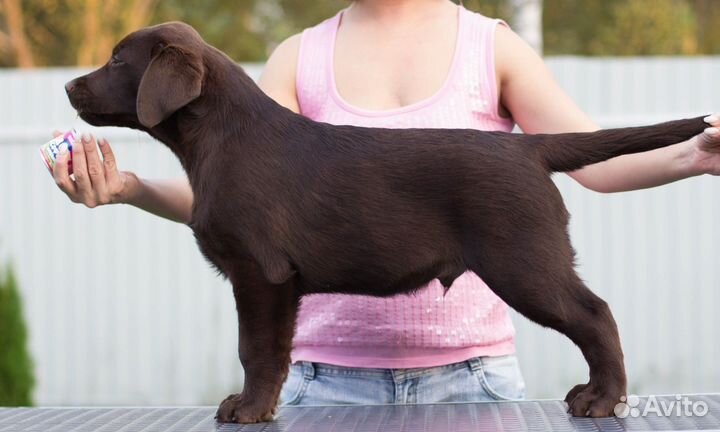 Самые крутые Лабродети