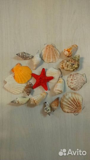 Морские ракушки