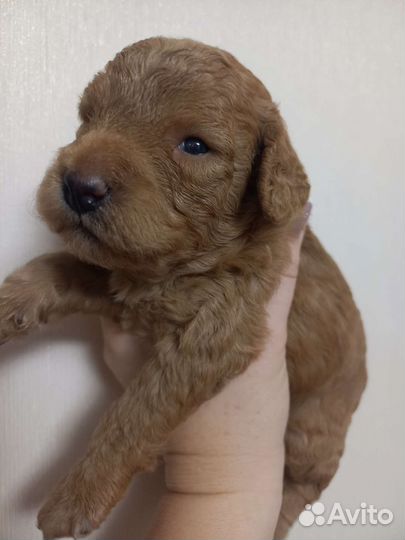 Собаки щенки