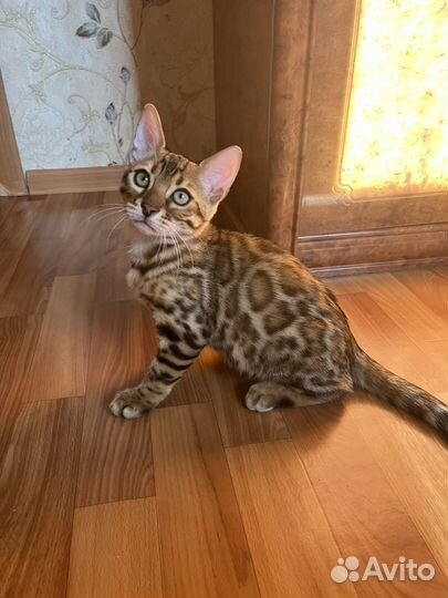 Бенгальские котята