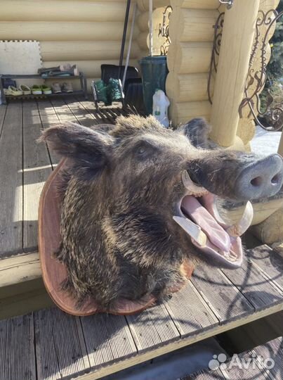 Голова кабана, кабан, чучело кабана, интерьер