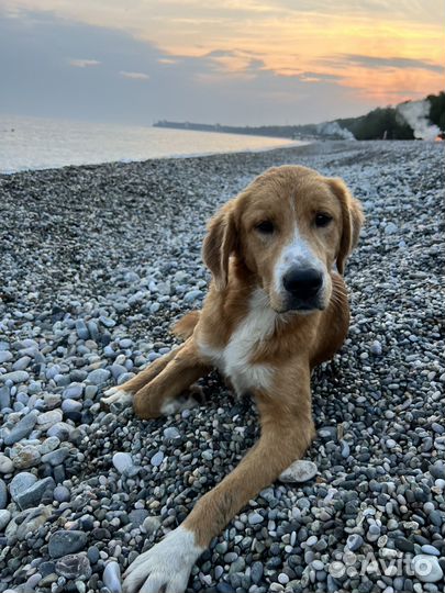 Щенок в добрые руки