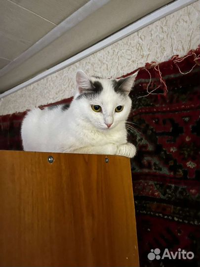 Кошки в добрые руки