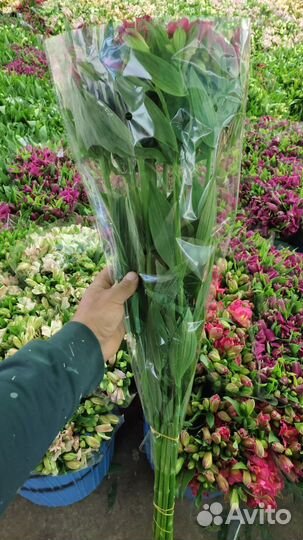 Альстромерия