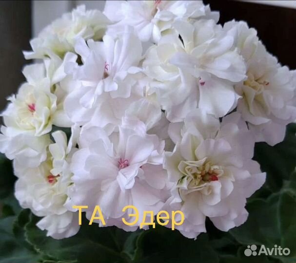 Пеларгония герань сортовая